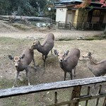 江戸三 - 窓から鹿せんべいをあげる