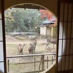 江戸三 - お部屋から鹿