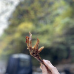 アントシカダ - 