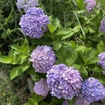 中國菜 奈良町 枸杞 - 向かいのお家に紫陽花が綺麗に咲いてた