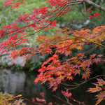 京都 吉兆 - 京都の楓