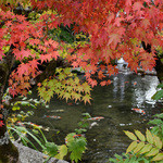 京都 吉兆 - 紅葉と錦鯉