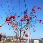 そば処元気屋 - ななかまど-1338