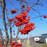 そば処元気屋 - ナナカマドの実～真っ赤です