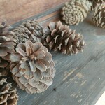 メープルベース - 