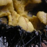 鮨大吉 - （2009/8）殻雲丹