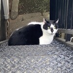 中華そば志のぶ支店 - お店前で地域ねこちゃん♬