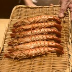 恵比寿 鮨 ふじまさ - 車エビ