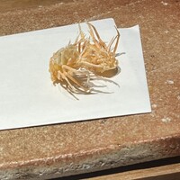 天ぷら 大坂屋 草哲 - 