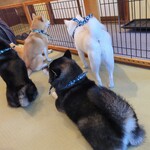 鎌倉乃豆柴カフェ - 