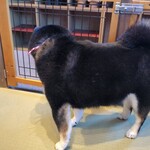 鎌倉乃豆柴カフェ - 