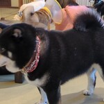 鎌倉乃豆柴カフェ - 