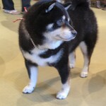 鎌倉乃豆柴カフェ - 