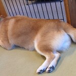 鎌倉乃豆柴カフェ - 