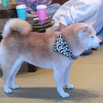 鎌倉乃豆柴カフェ - 