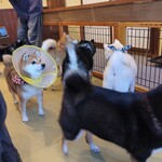 鎌倉乃豆柴カフェ - 