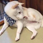 鎌倉乃豆柴カフェ - 