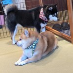 鎌倉乃豆柴カフェ - 