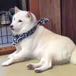 鎌倉乃豆柴カフェ - 