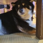 鎌倉乃豆柴カフェ - 