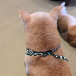 鎌倉乃豆柴カフェ - 