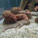 幸鮨 - くつエビちゃん（セミエビちゃん）を偶然水族館で見かけたぁ〜昼に食べたくつエビちゃんを思い出し親近感が湧くなぁ〜(笑)十脚目、セミエビ科、外洋性の岩礁、相模湾以南西太平洋、インド洋の亜熱帯、熱帯に生息〜