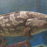 幸鮨 - クエちゃんも水族館に〜初めて見たけど、なんとも不細工だねぇ〜(笑)スズキ目ハタ科、沿岸浅所、深所の岩礁域、南日本、東シナ海、南シナ海、フィリピンに生息〜