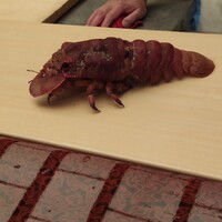 幸鮨 - まな板でくつろぐ？！時価１２０００円の超お高級なくつエビちゃん〜(笑)…その後、まな板から逃走〜板長さんが慌ててまな板に戻したよぉ〜(笑)グロテスクだけど可愛い〜❤