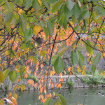 京都 吉兆 - 京都に来ると水鳥に会えます