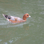 京都 吉兆 - 吉兆へと向かいました