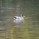 京都 吉兆 - 東京ではなかなか会えません