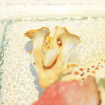 キメラ - ３種茸のソテー '13 11月中旬