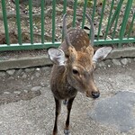 Nara - ひとなつっこい子鹿たち。鹿せんべいくださーいとねだって来ますw