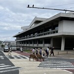 Nara - 観光客と一緒に横断歩道を渡る鹿さんたちは、奈良の街の風物詩ね(^_-)-☆