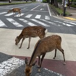 Nara - 車もちゃんと鹿さんたちが渡るのを待ってくれます。