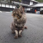 木下酒造 - 看板猫のみゃー君(♂)