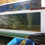 活き魚回転寿司 魚鮮 - 裏にこんな感じで、”豊後サバ”もストック中！