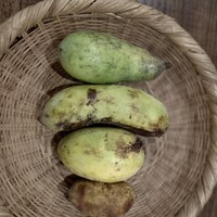 Terroir愛と胃袋 - 