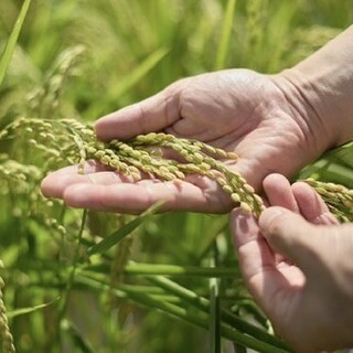 長野縣八重原“太陽和大地米”，不加糖的飯團很有魅力