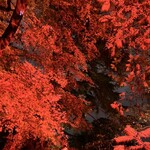 カープ - 新宿御苑ライトアップ