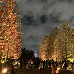 カープ - 新宿御苑ライトアップ。プラタナス