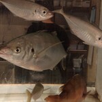 心にしみる浜の味 岩男 - 目の前の水槽にタイ、シマアジ、アジが泳いでる　美味そうだ(笑)