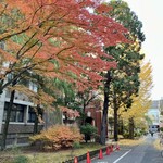 Patisserie TATSUHITO SATOI - 京都大学吉田キャンパスの紅葉