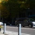 グーツ - 11月の銀杏　道路の向かい側からのgooz