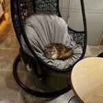 CAT CAFE MOCHA - 