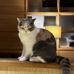 CAT CAFE MOCHA - 