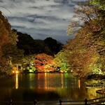 カープ - 新宿御苑ライトアップ