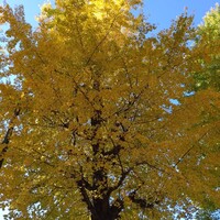 小岩井農場TOKYO  - 