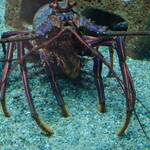 幸鮨 - 伊勢海老〜十脚目イセエビ科岩礁、九州〜茨城、朝鮮半島南部、台湾に生息〜見た目はくつエビよりスマートじゃん〜(笑)