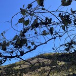 ココ・ファーム・ワイナリー - 